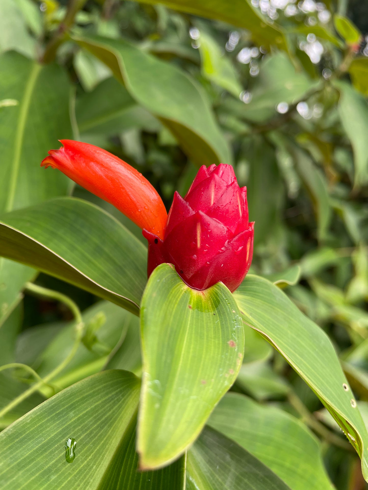 Costus Orange Conch