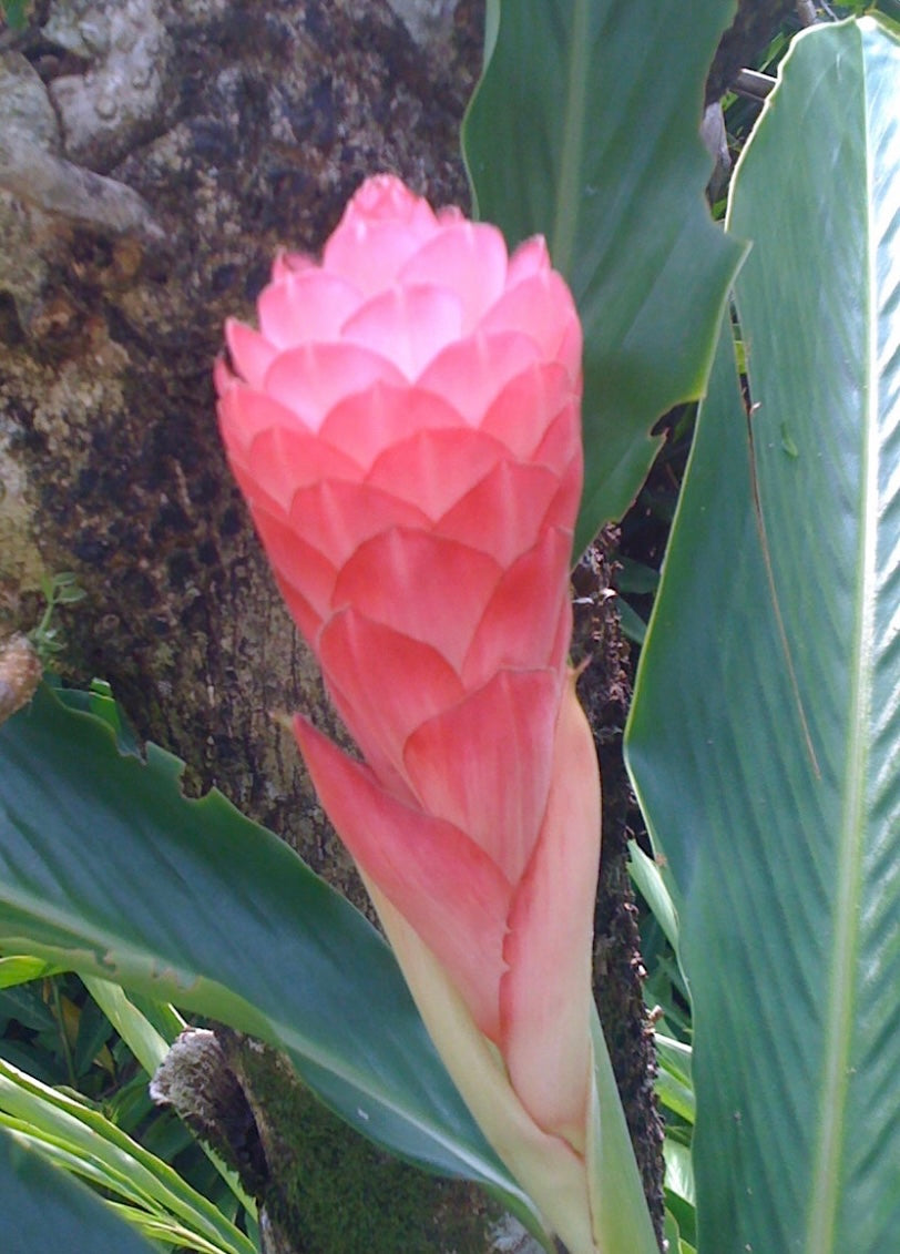 Alpinia Kimi