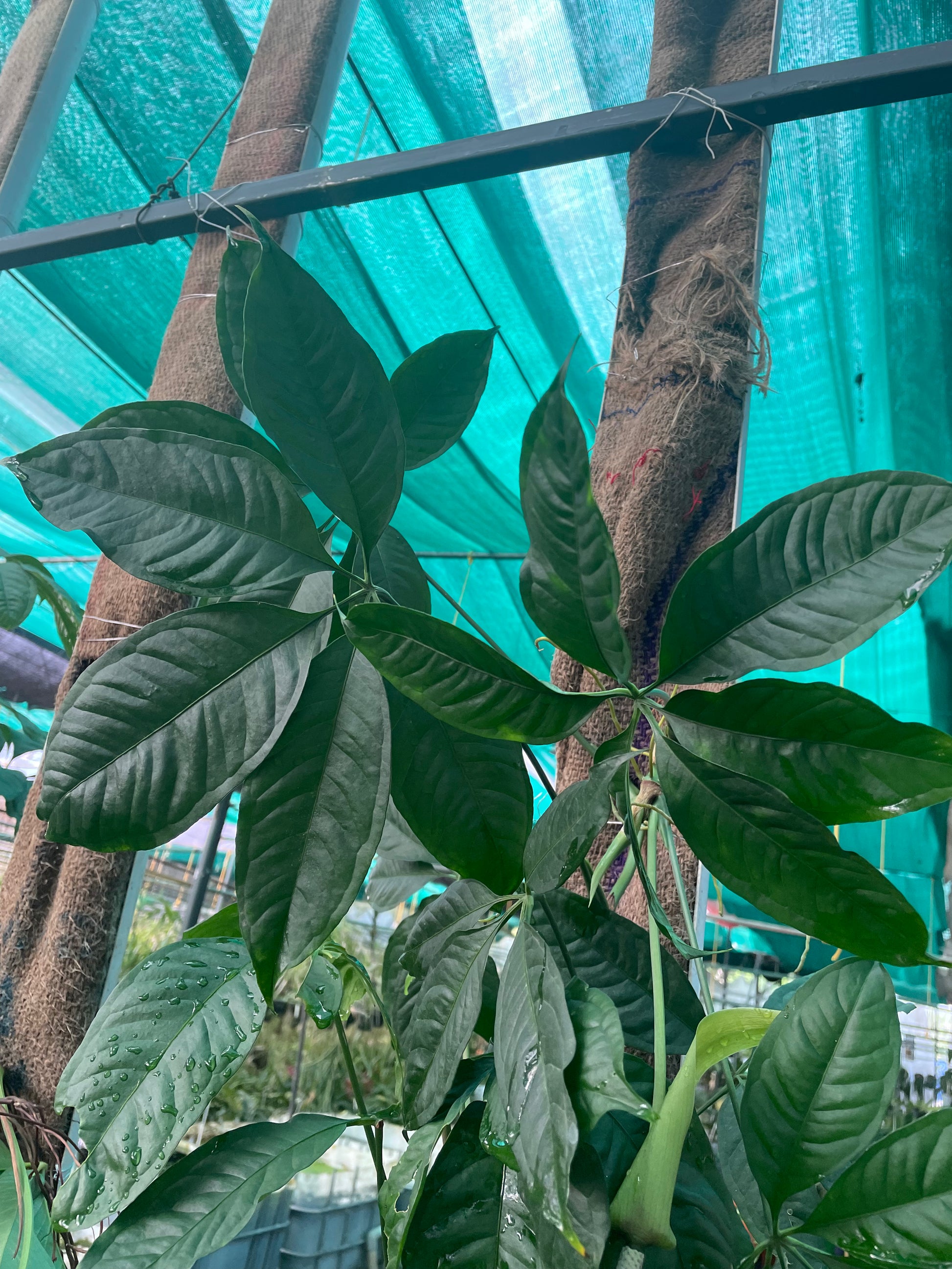 anthurium kunthii Anthurium Kunthii