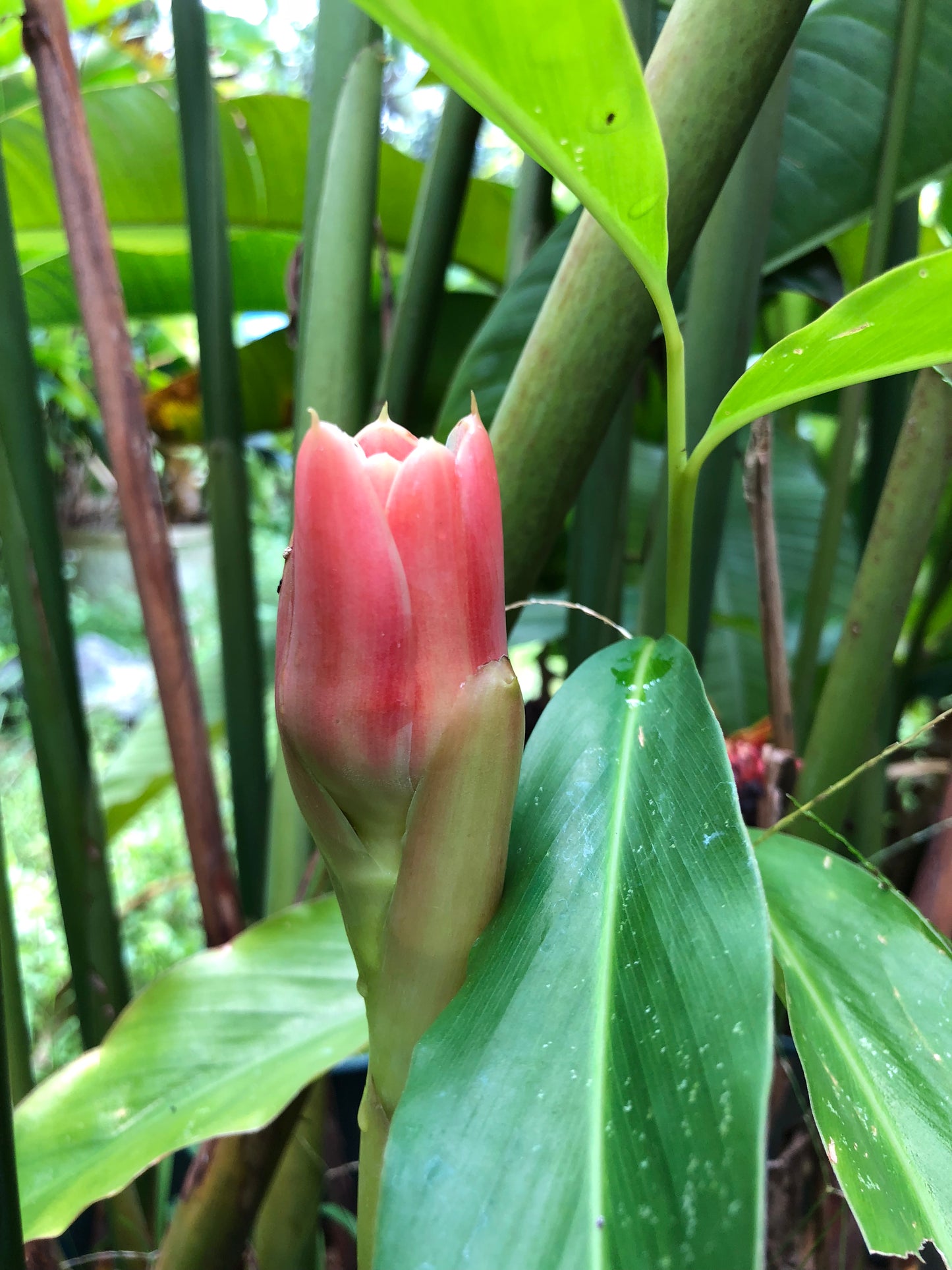 Etilingera Pink tulip torch