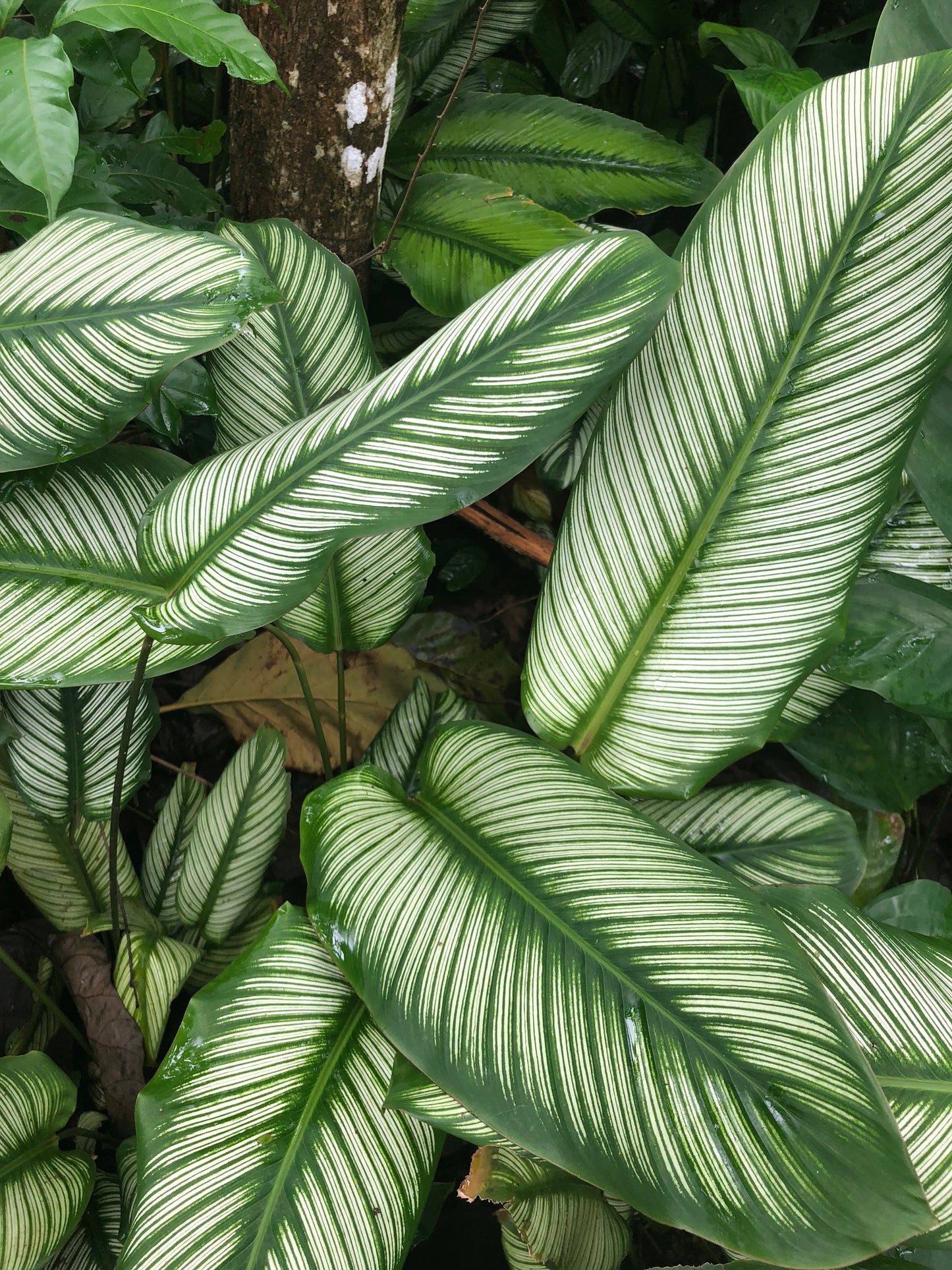 Calathea Majesticta albo lineata