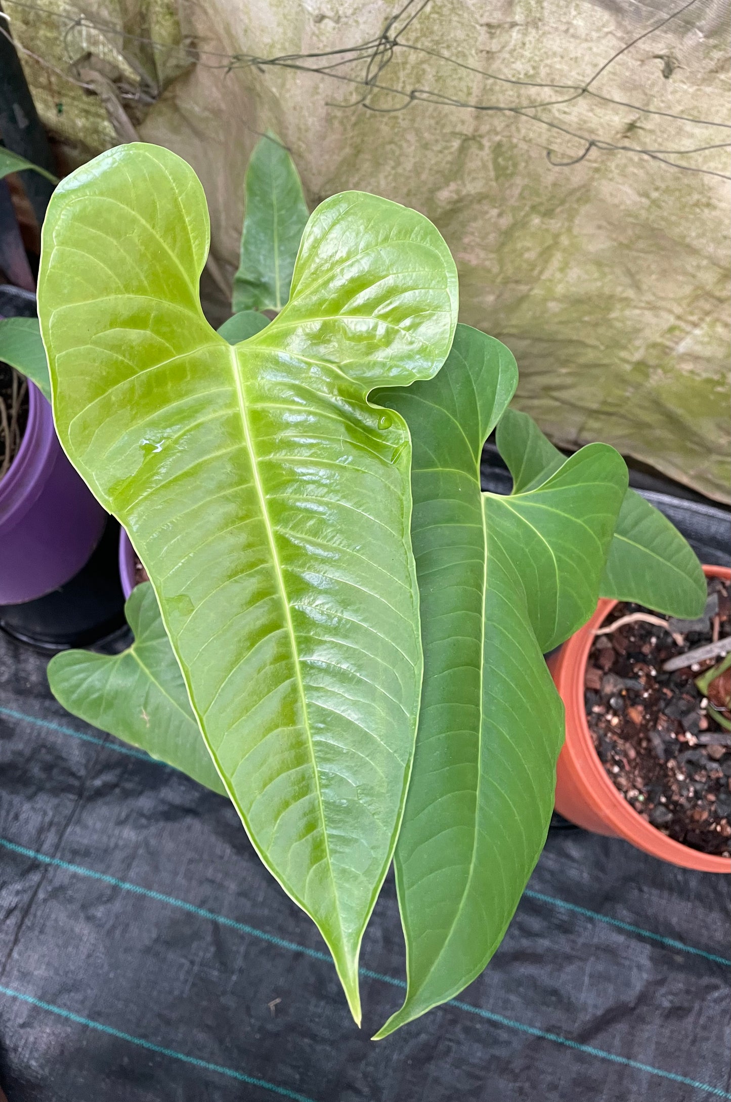 Anthurium Insignae Gigantea