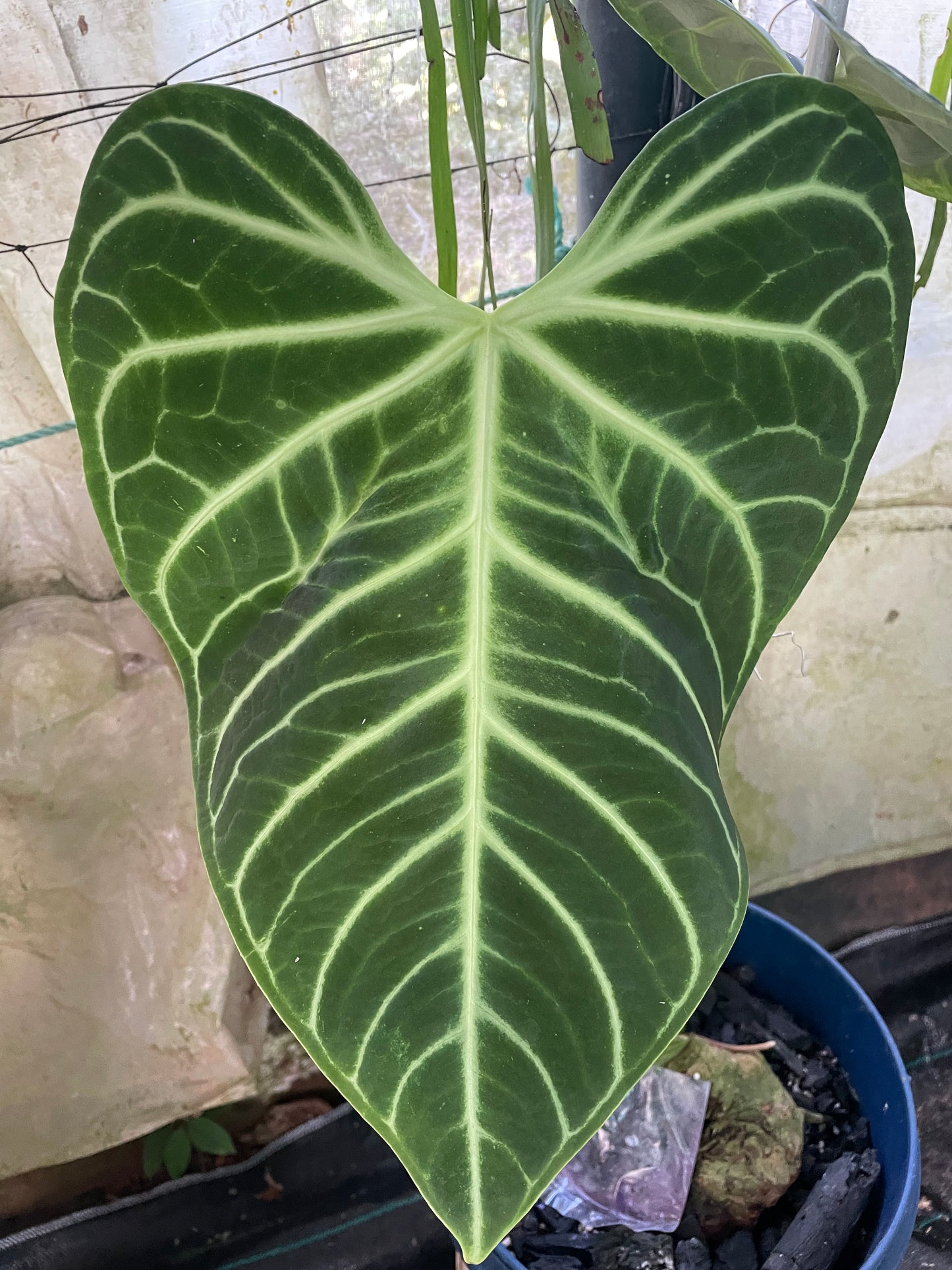 Anthurium Regale. 