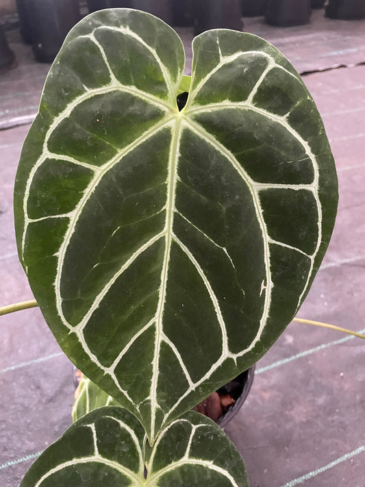 Anthurium Carla Blackie