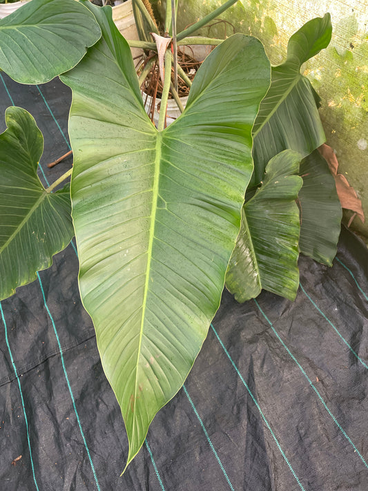 Philodendron Defluxum.