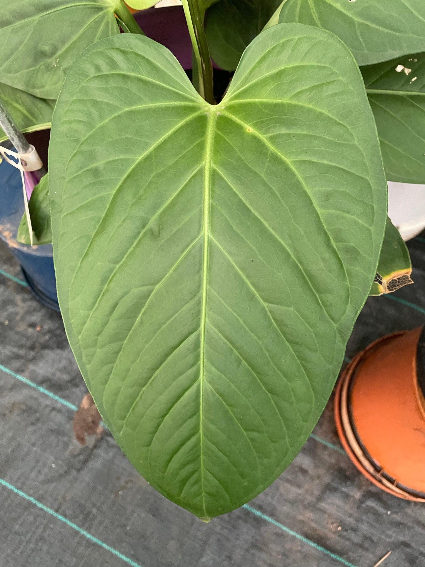 Anthurium Pulcachens 