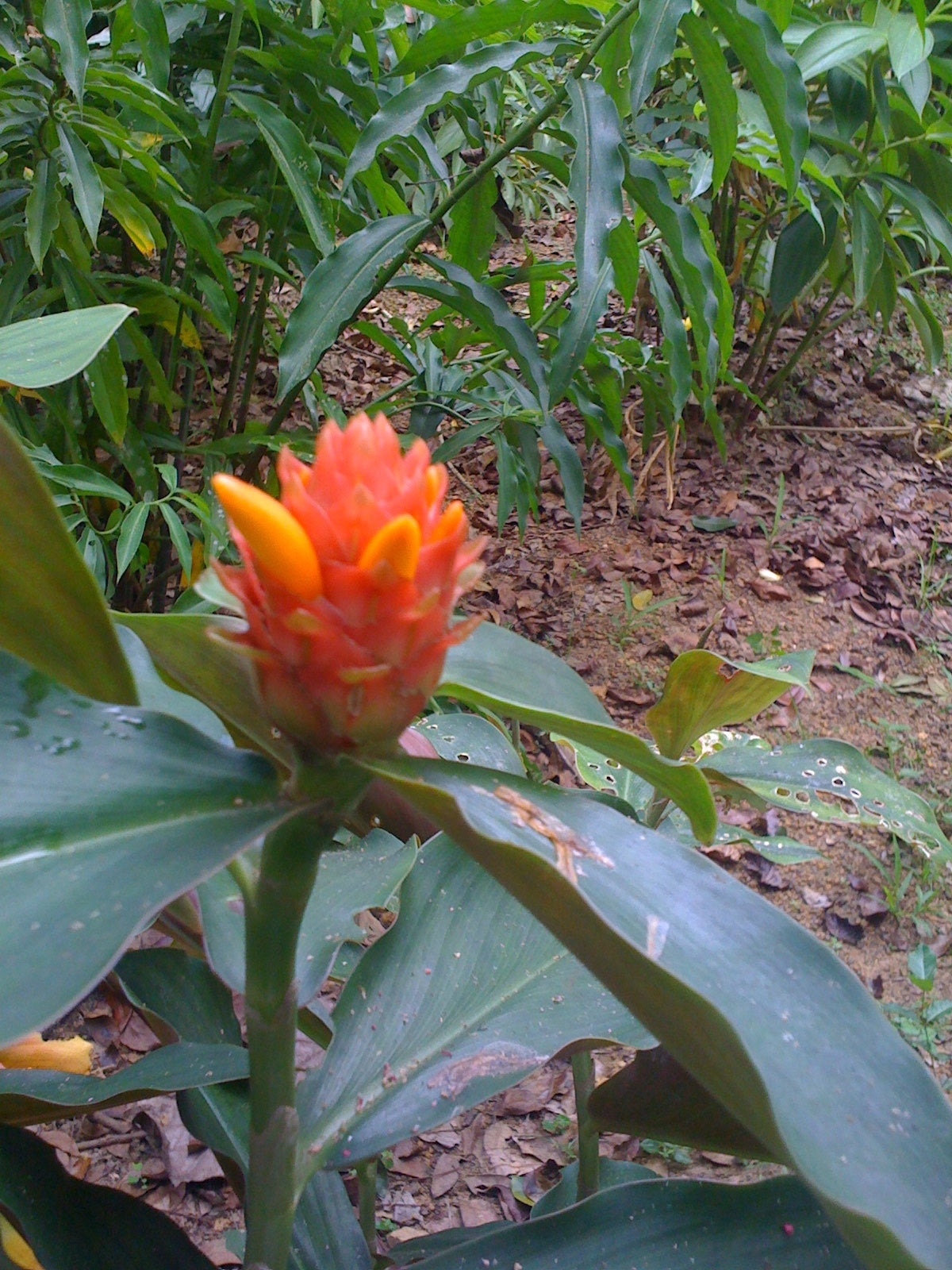 Costus Varzearum Maldonado