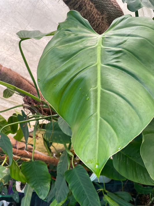 Philodendron Dodsoni