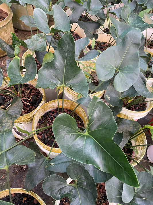 Anthurium Arrow