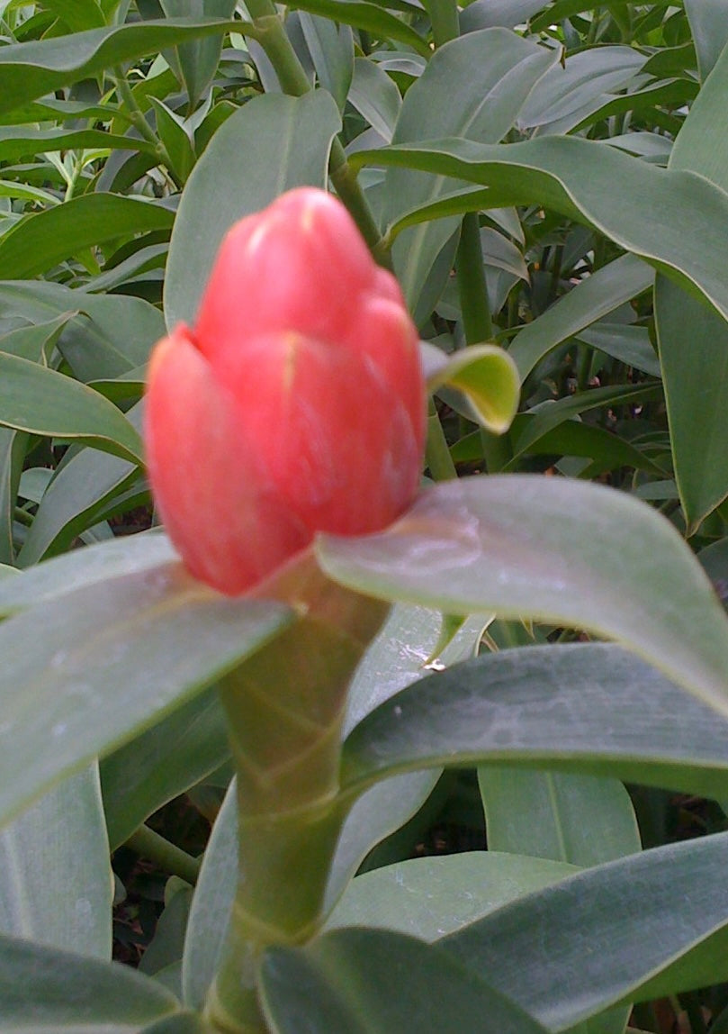 Costus Spiralis Pink Kiss