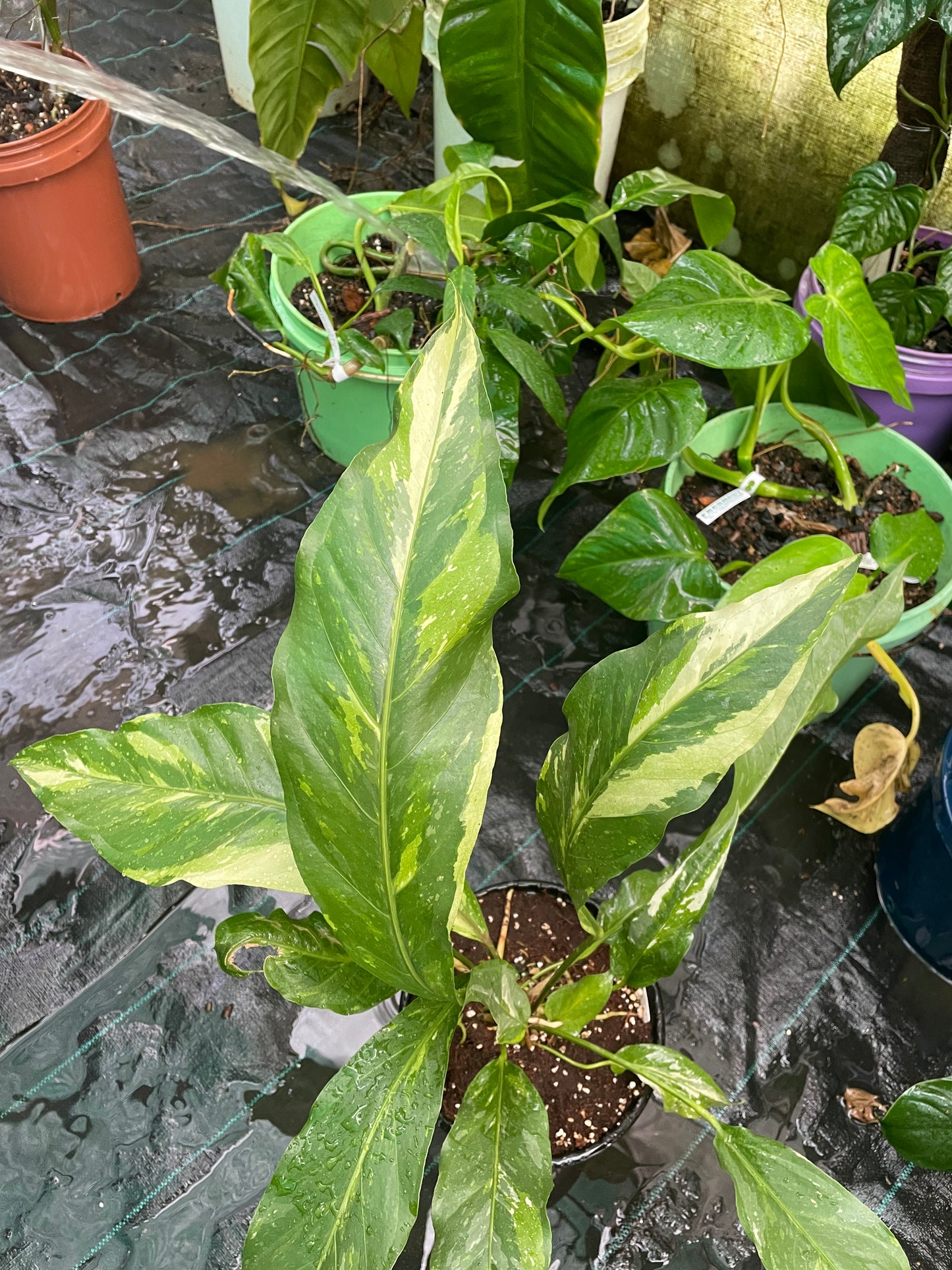 Anthurium Hookerii varigated