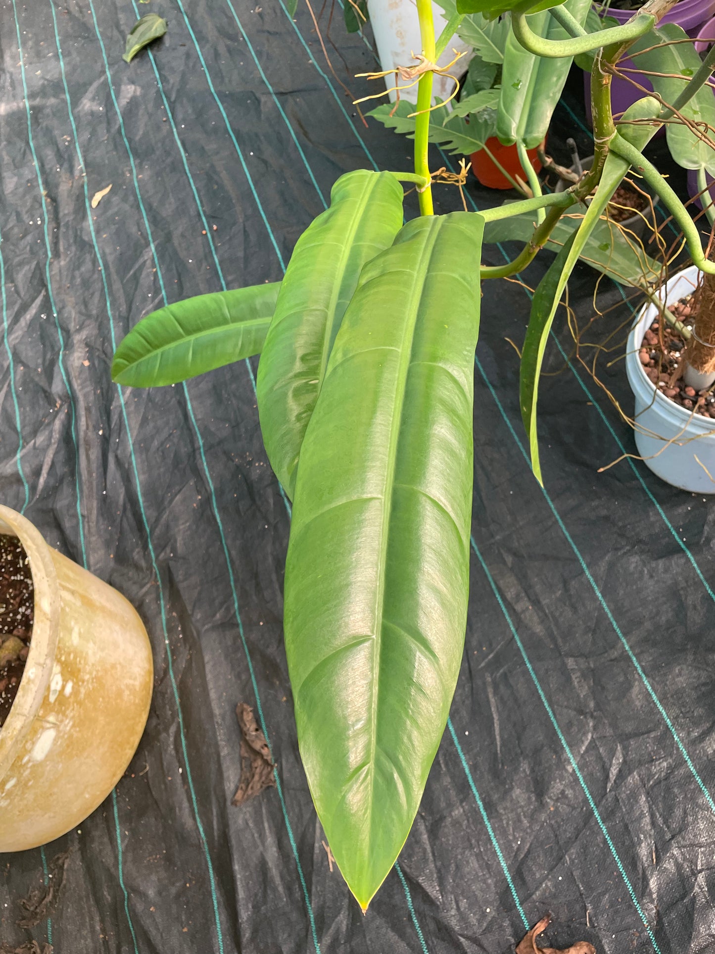 Philodendron Parvilobum type. 