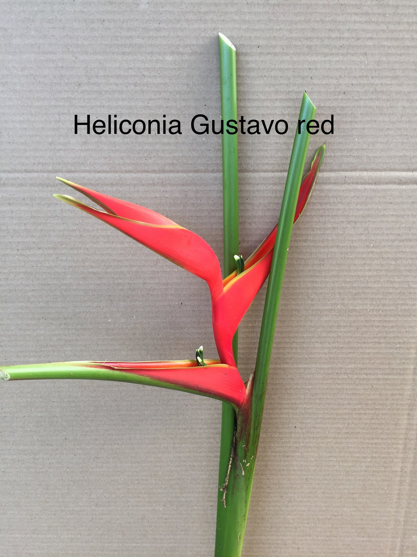 H.Gustavo Red