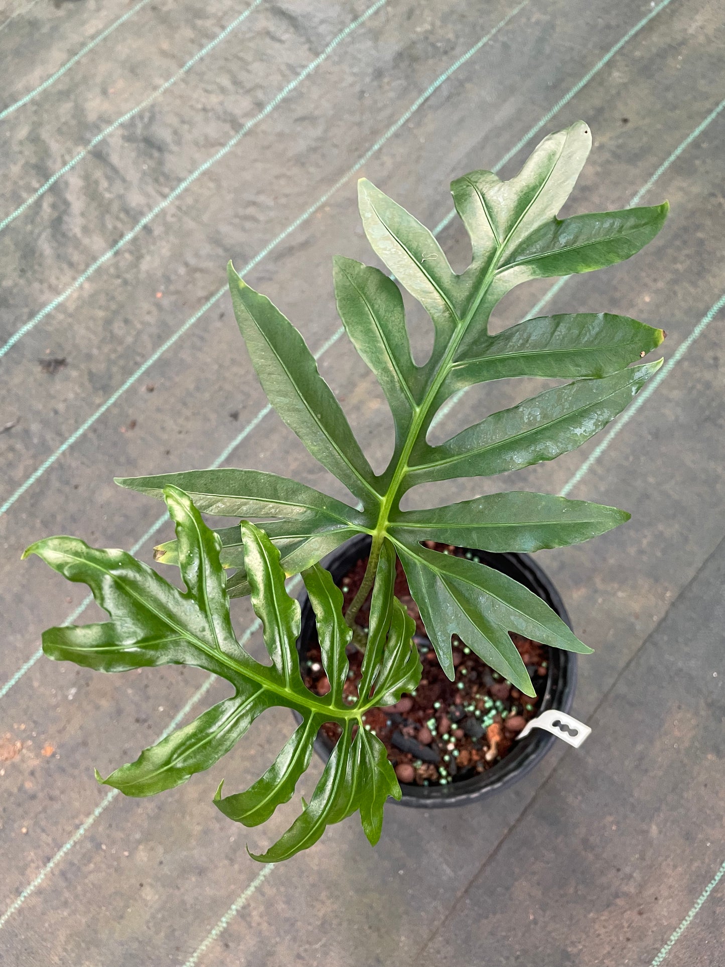 Alocasia. Branchifolia