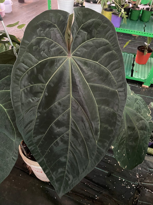 Anthurium Ace of Spades