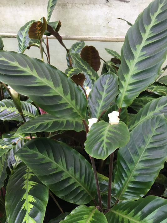 Calathea Warscewiczzii