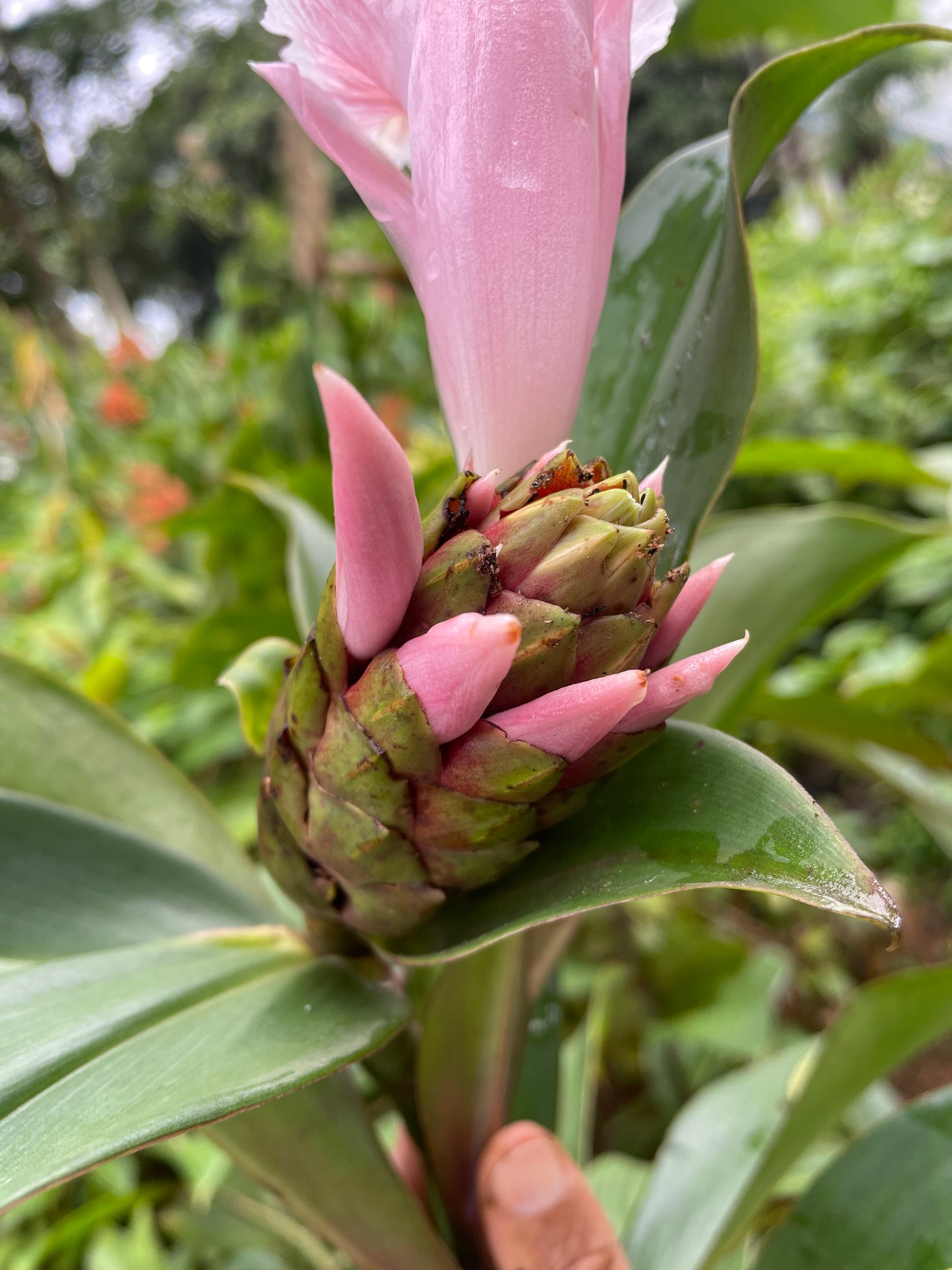 Costus speciosus Lavender Vietnam