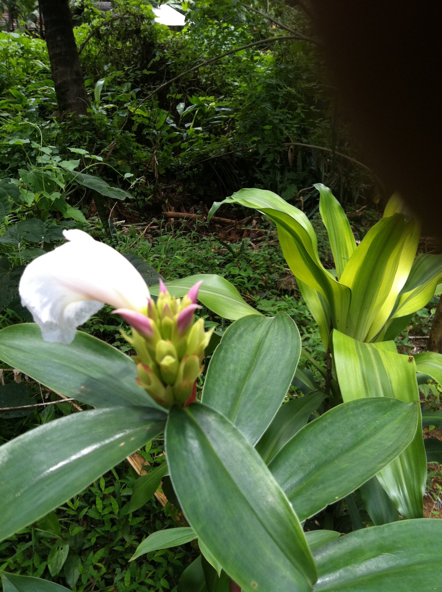 Costus speciosus Lavender Vietnam