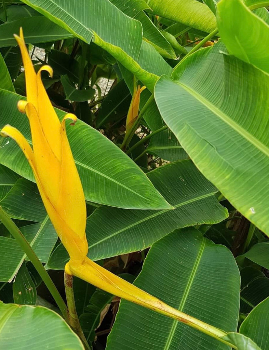 Heliconia Irassa yellow