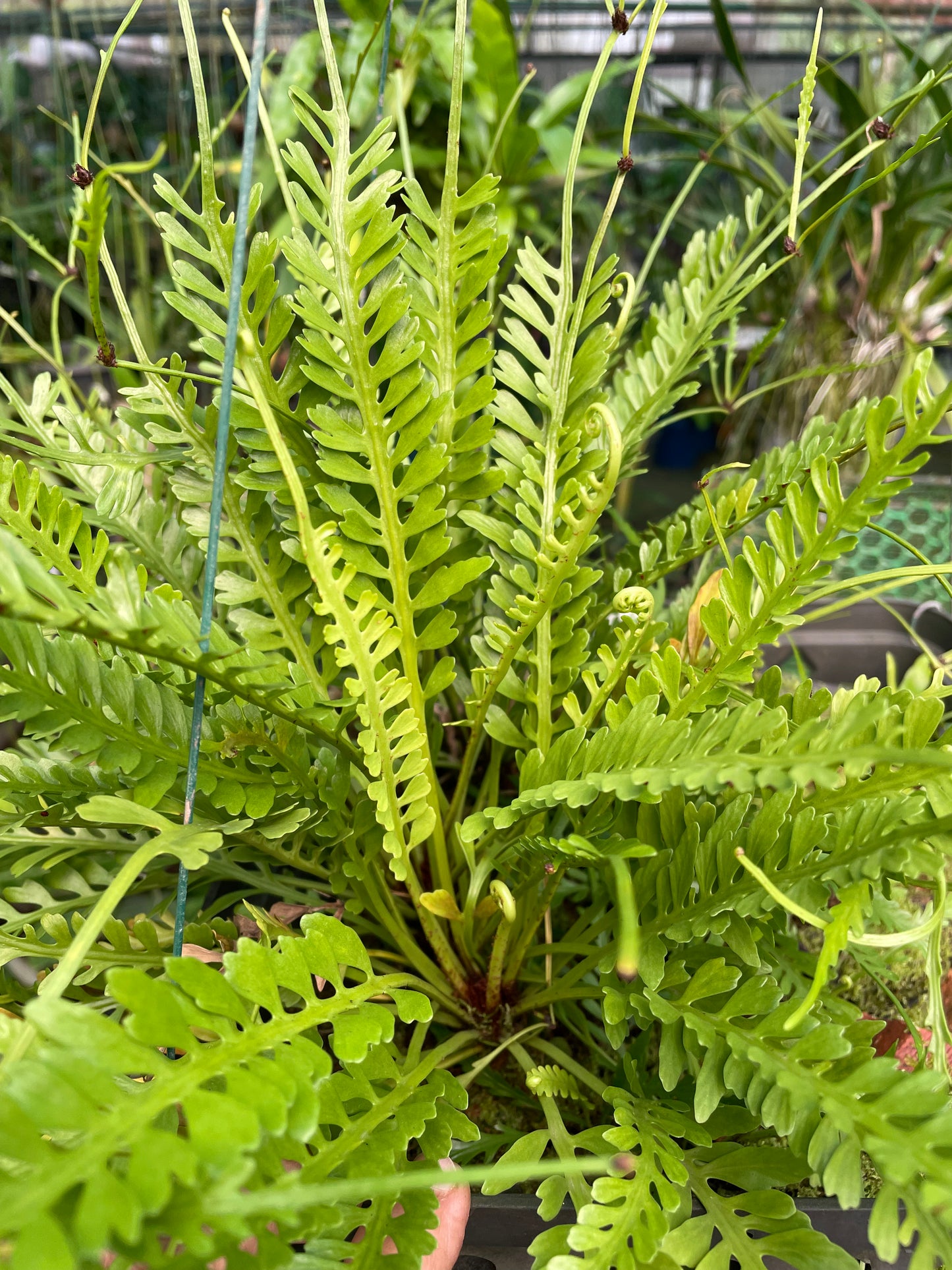 Fern Asplenium kensoi