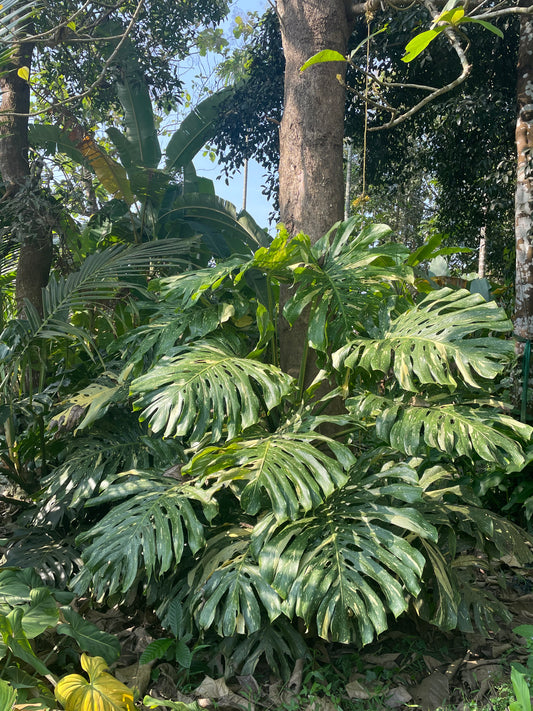 Monstera Thai constellation 