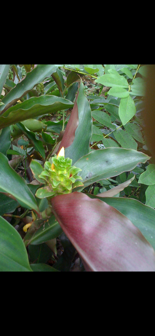 Costus Curvibracticatus Green Mountain