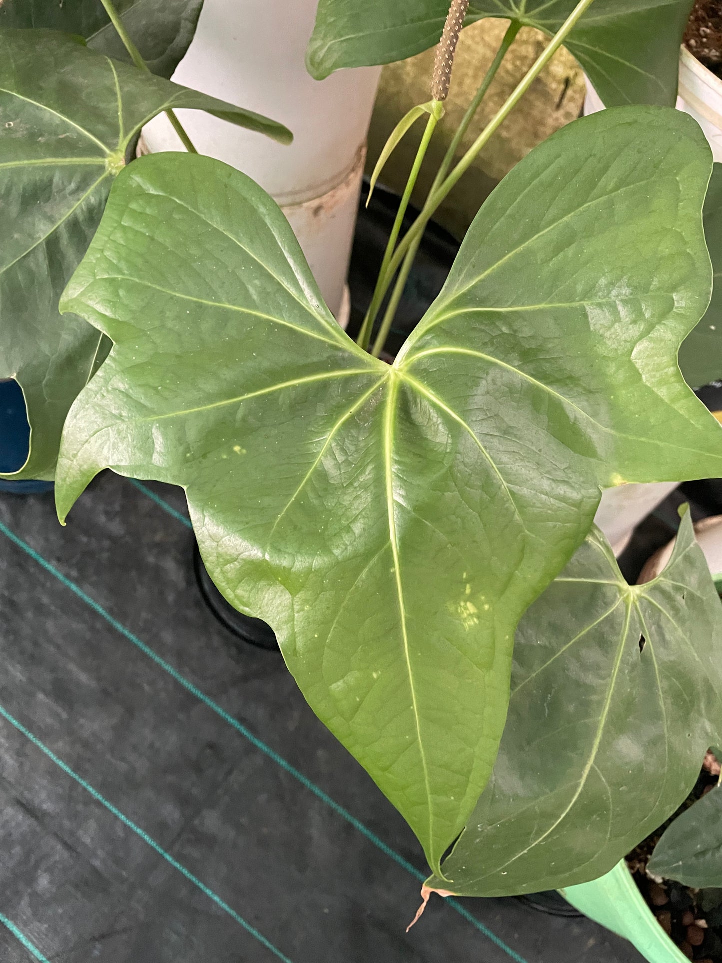 Anthurium Pterodactyl