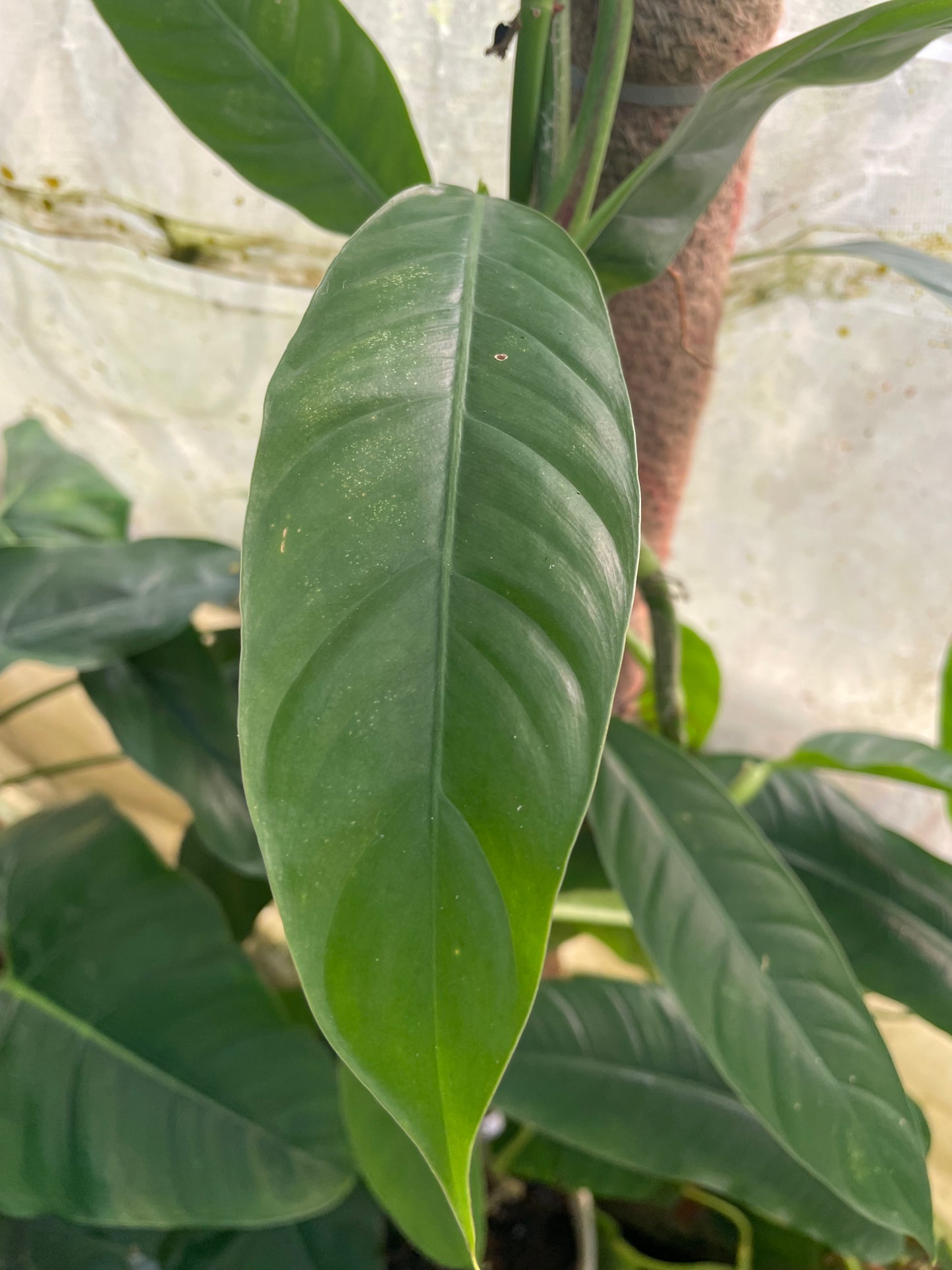 Philodendron Esmeraldense Mido