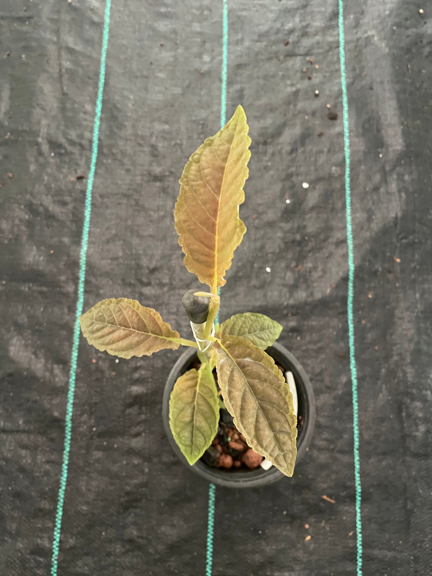 Ardisia Brown