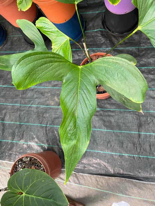 Anthurium Pinkley 