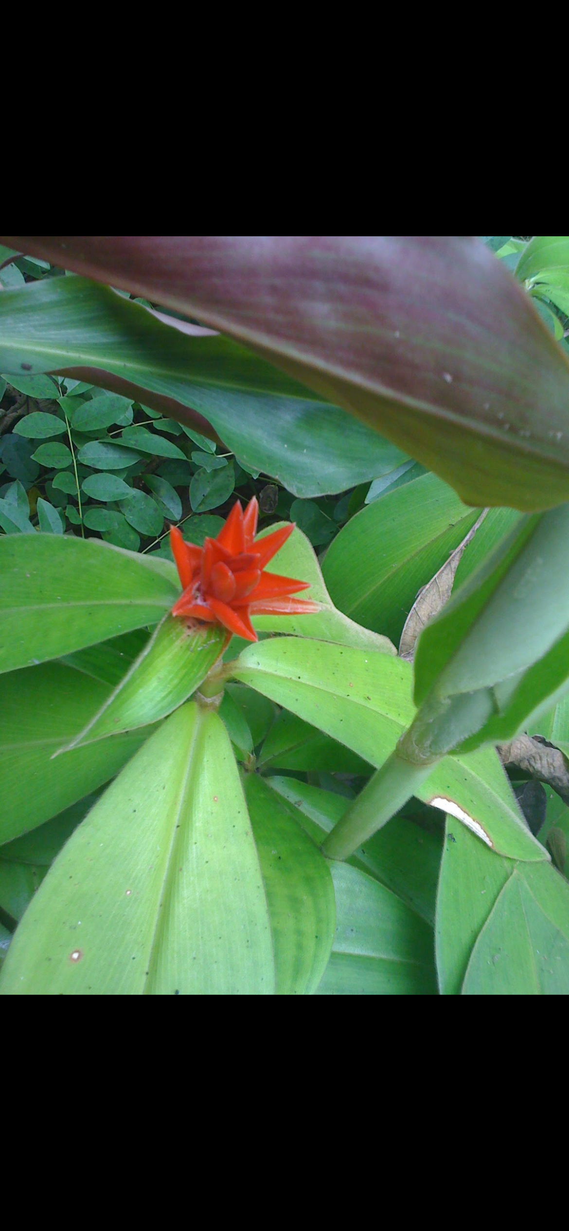 Costus Dwarf Barbatus