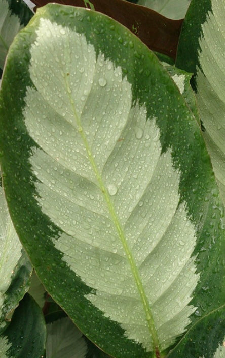 Calathea Picturata argentia