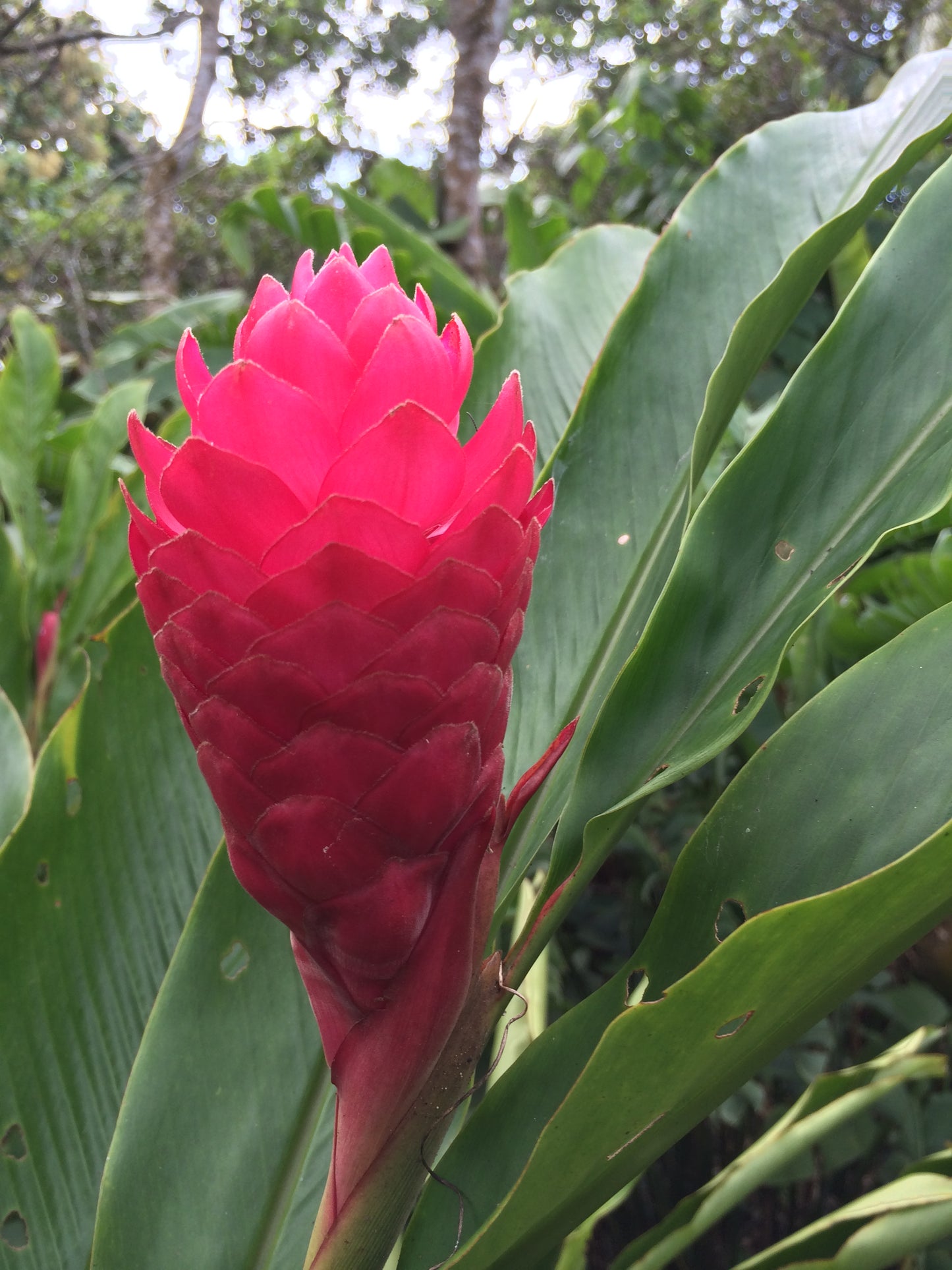 Alpinia Jungle King