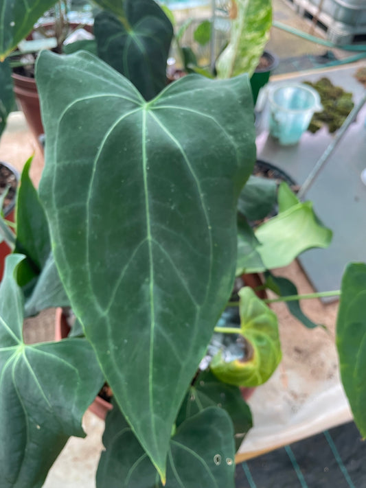 Anthurium Hybrid 2-P