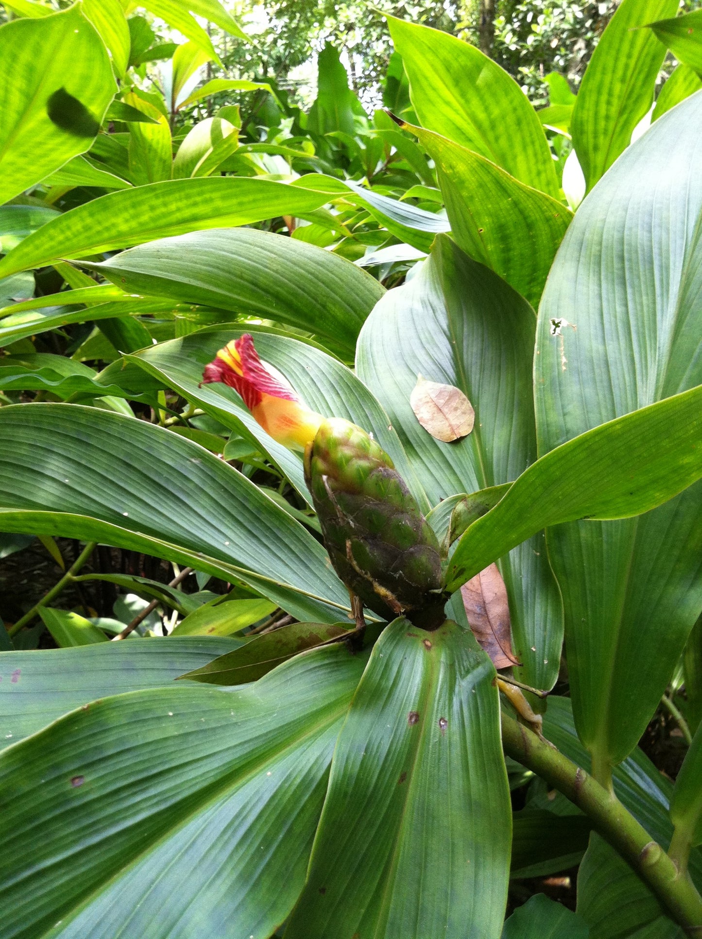 Costus pictus Heiroglyphica