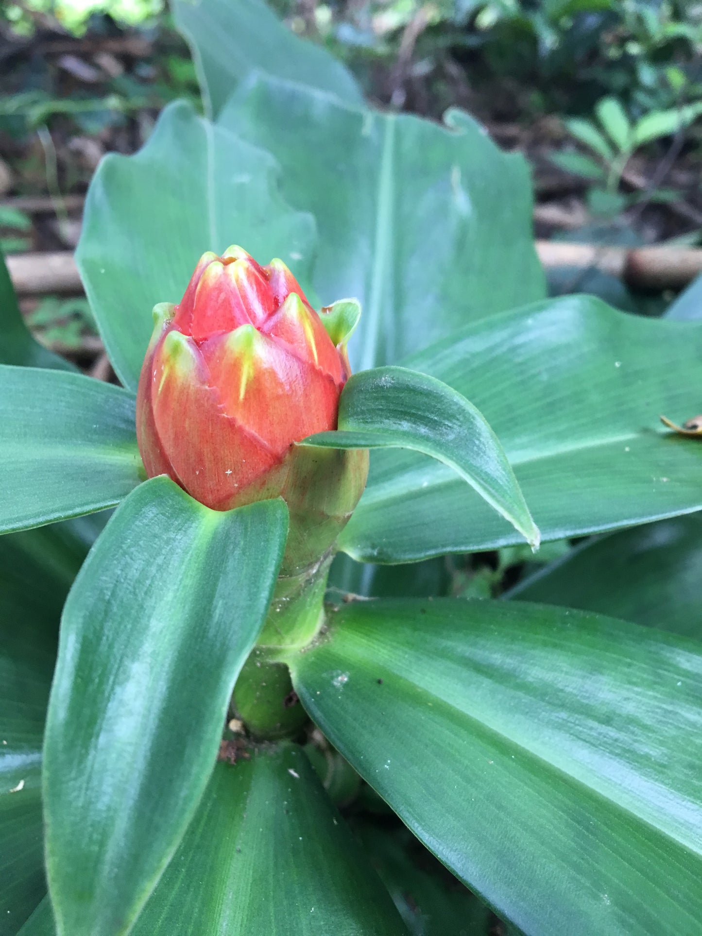 Costus Sp Belize Choclate