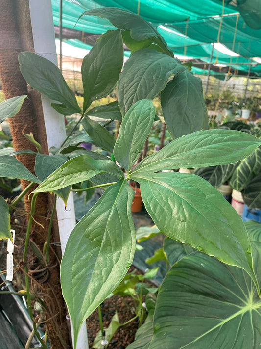 Anthurium Clavigerum