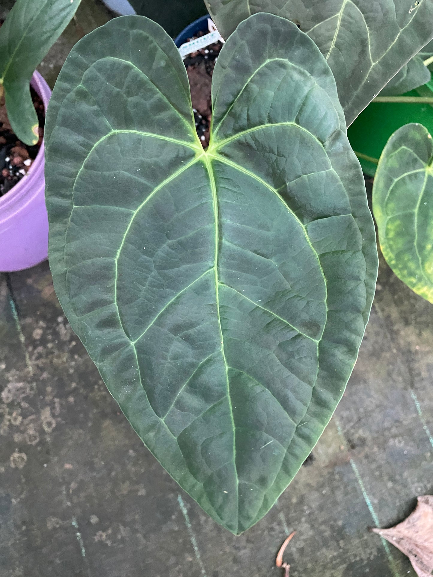 Anthurium Ace of Spades -T-1