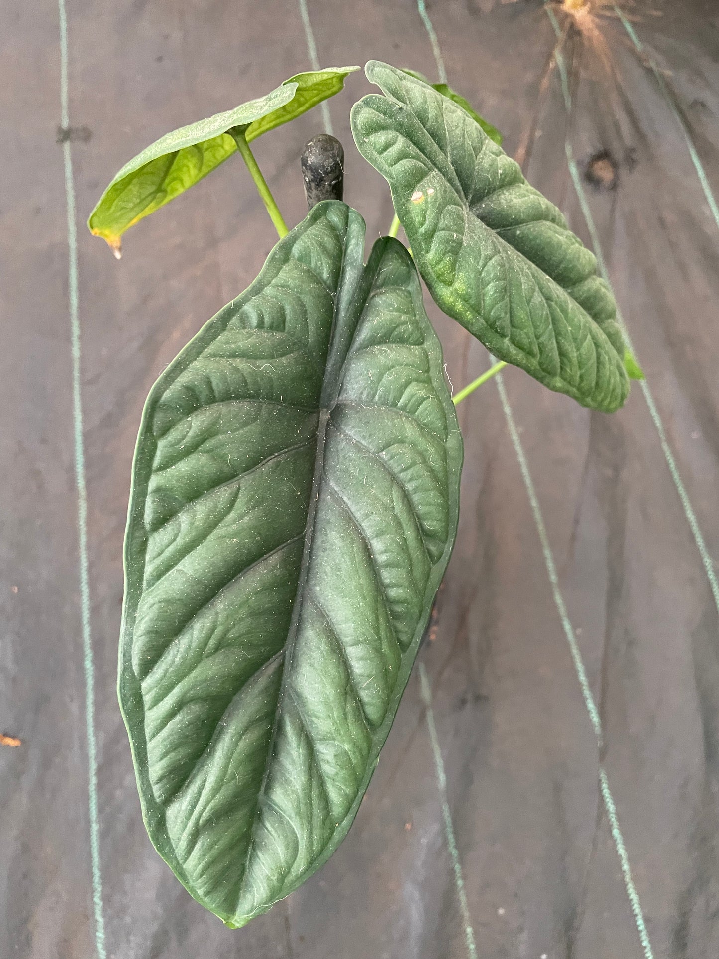 Alocasia Bornensis puncak 