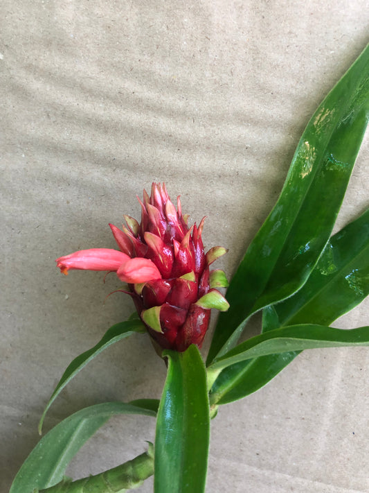 Costus Sp red Feathers