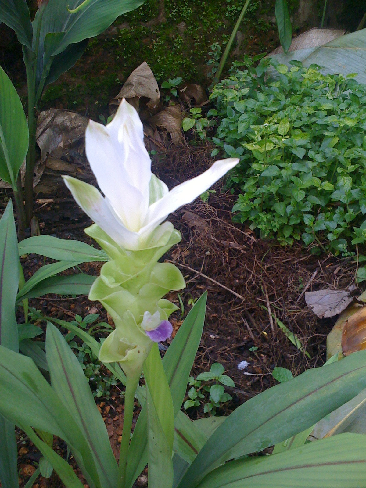 Curcuma Alismatifolia white