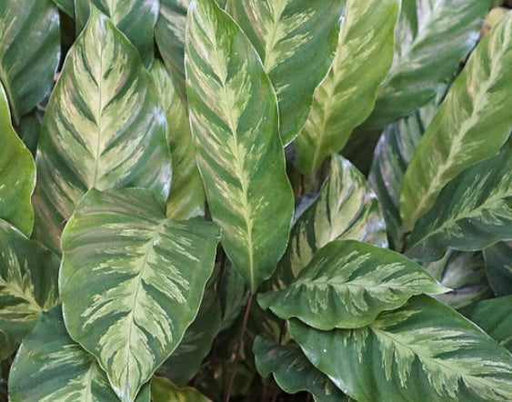 Calathea Albertii