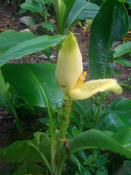 Musa Siamensis yellow