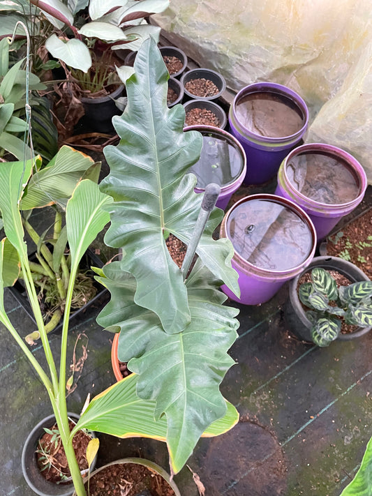 Alocasia Megalodon