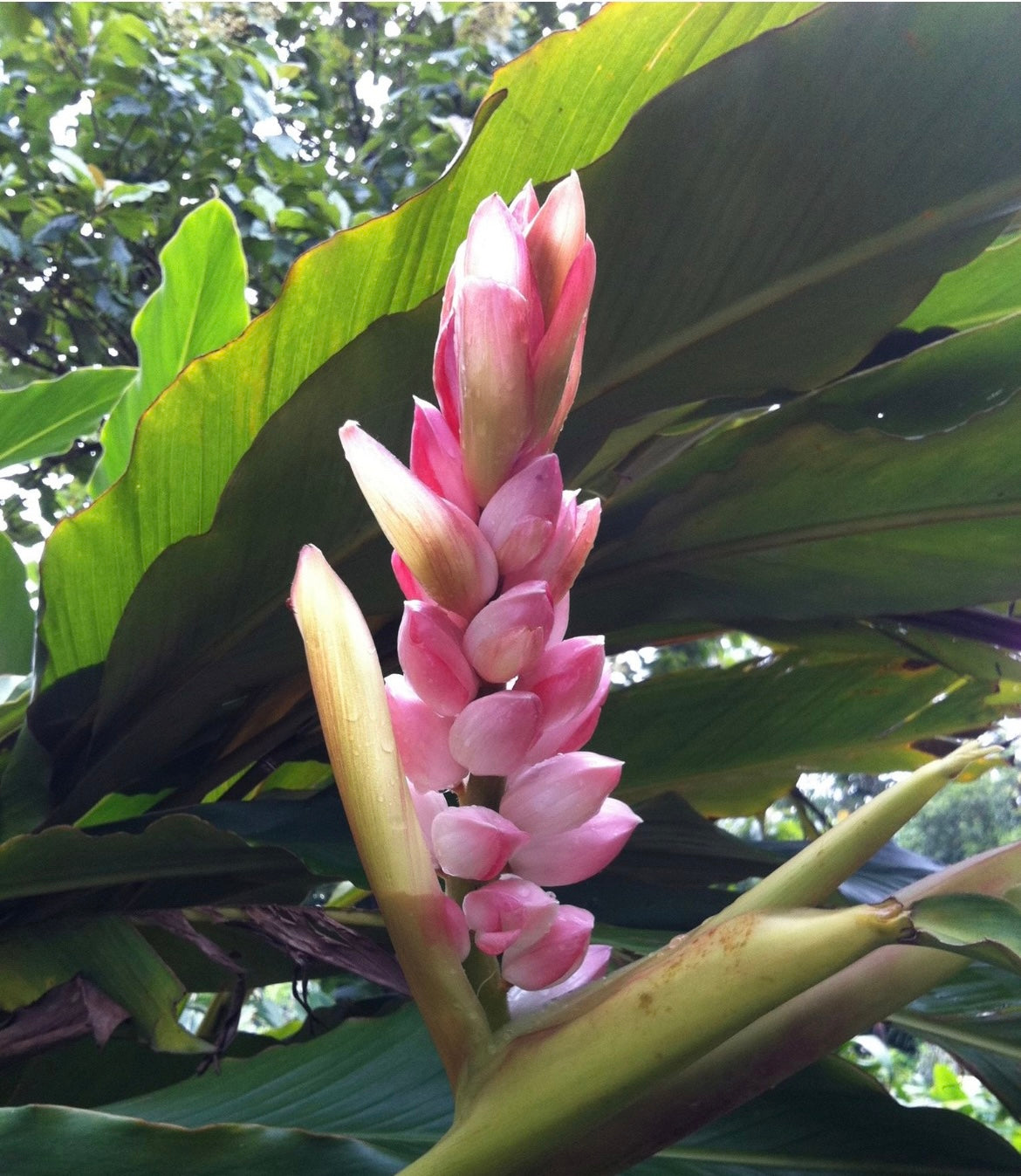 Alpinia Latilabryth  pink shell