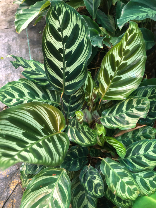 Calathea Makoyana