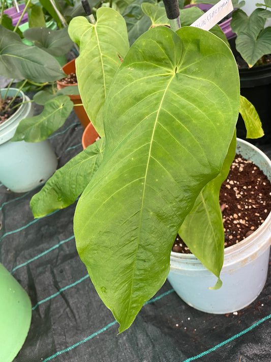 Anthurium Dolichostachyum