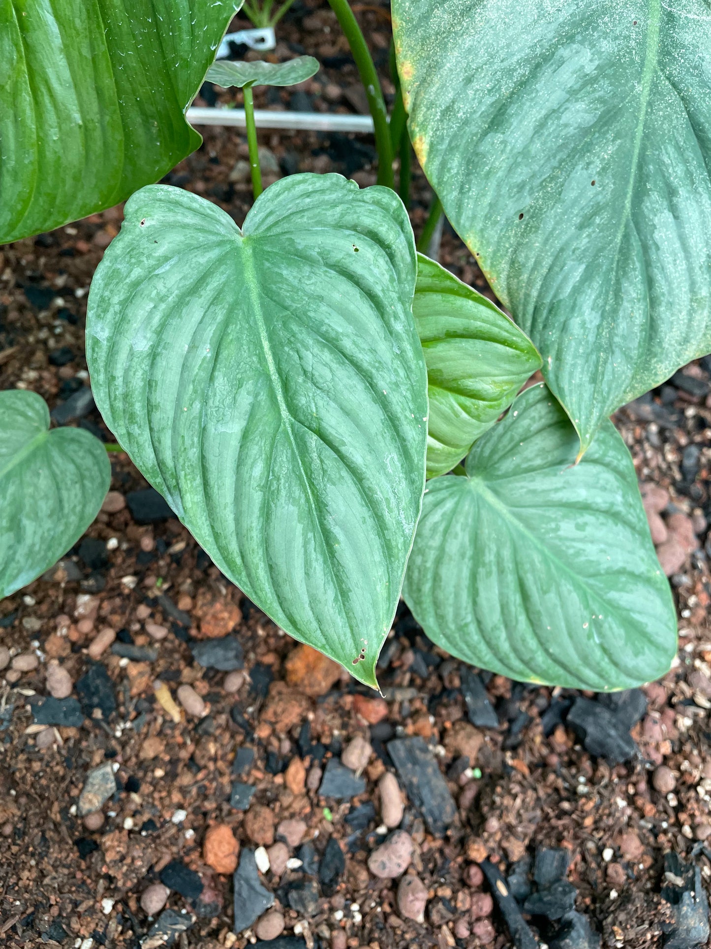 Philodendron Sp Pastazanum Silver nieve. 150