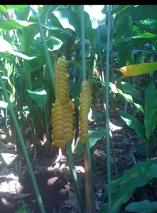 Calathea Crotalifera mexican gold