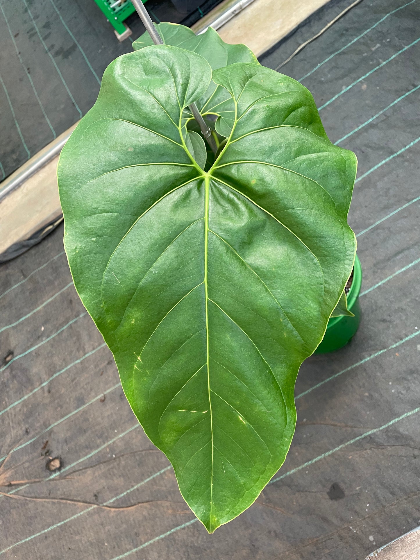 Anthurium Deciepiens/ Salgarense